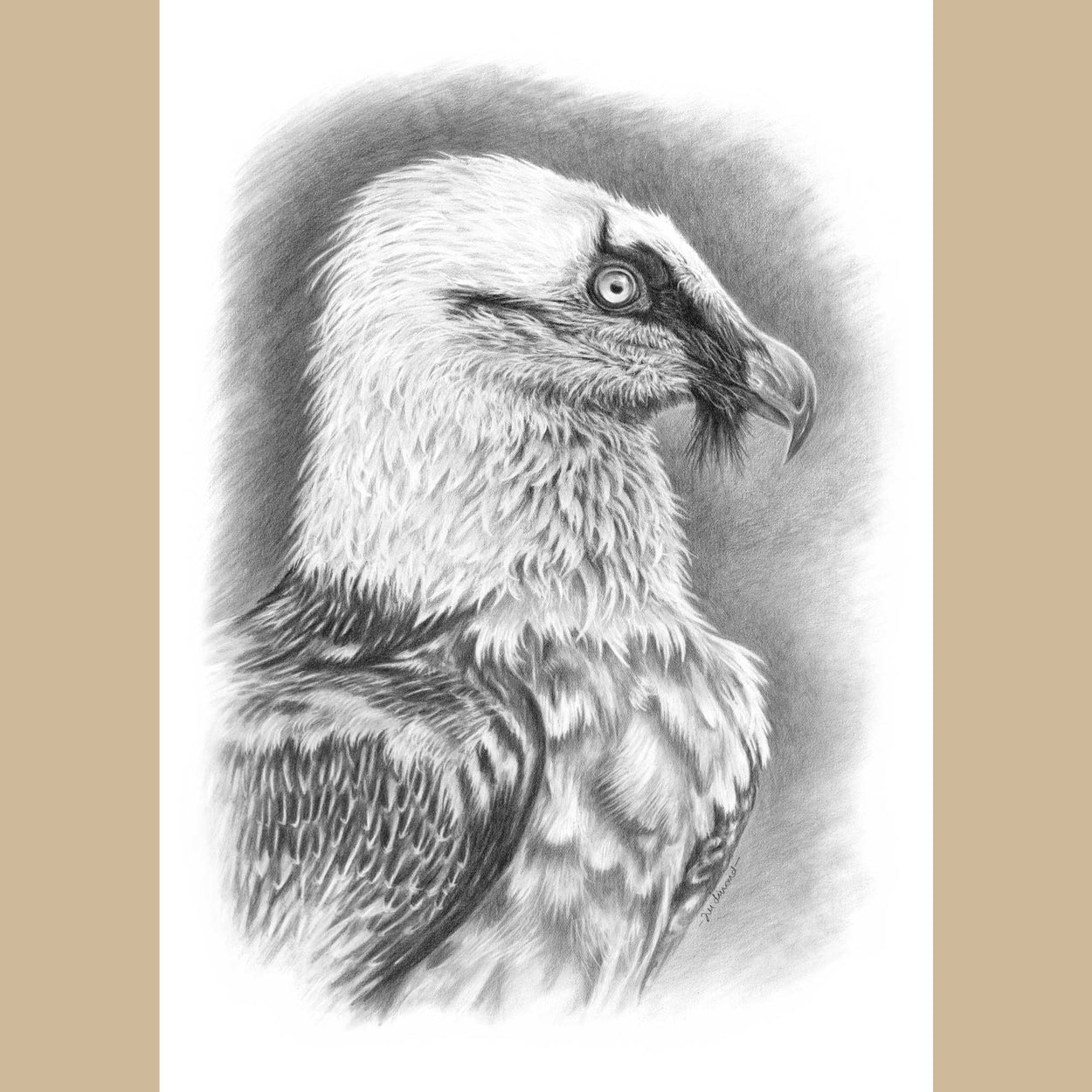 Black and white pencil drawing of a lammergeier vulture on white paper