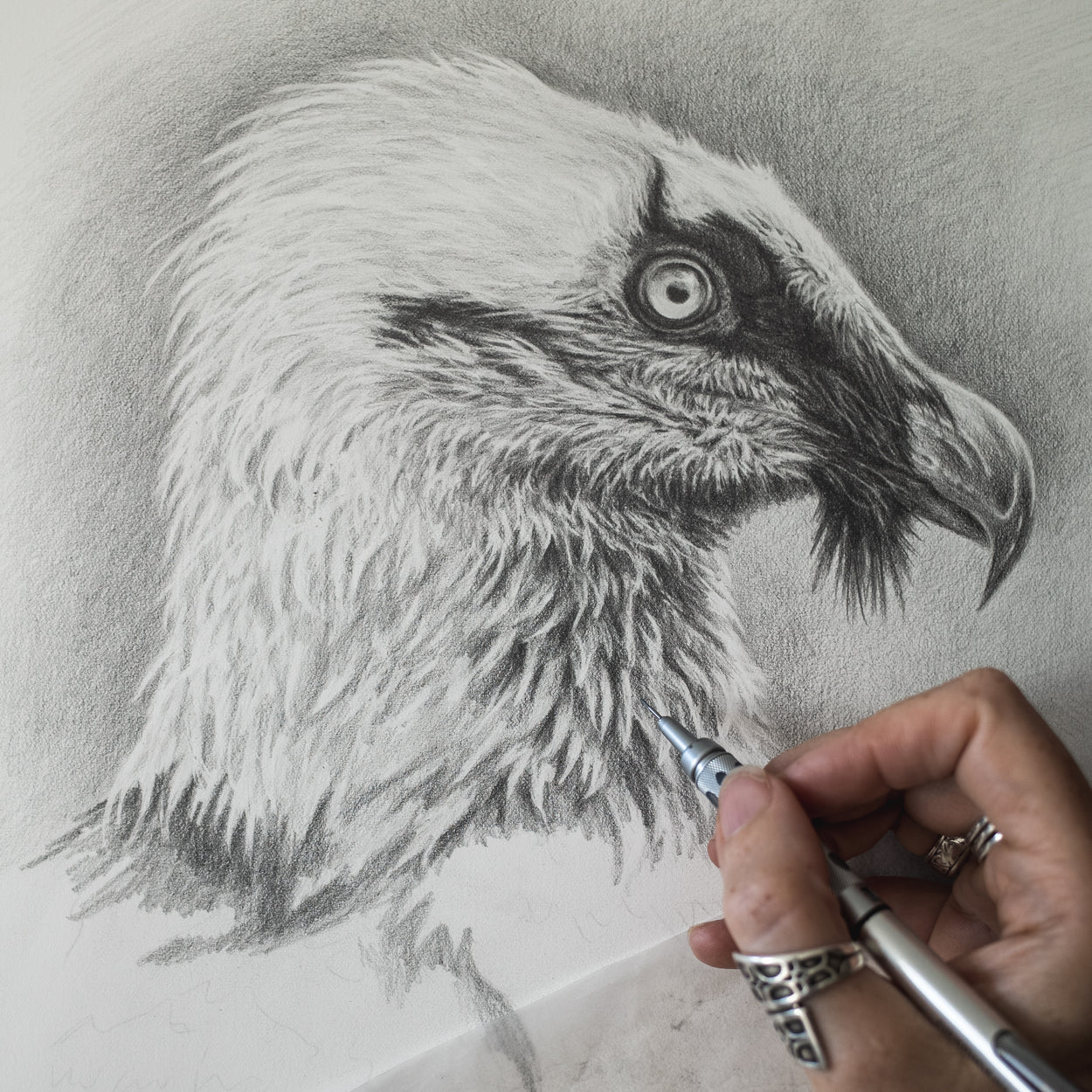 Hand holding a pencil while drawing the head of a bearded vulture on white paper