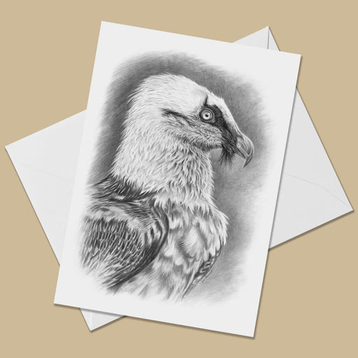 A white card with an image of a bearded vulture drawn in pencil and facing to the right.  The card is on top of a white envelope.