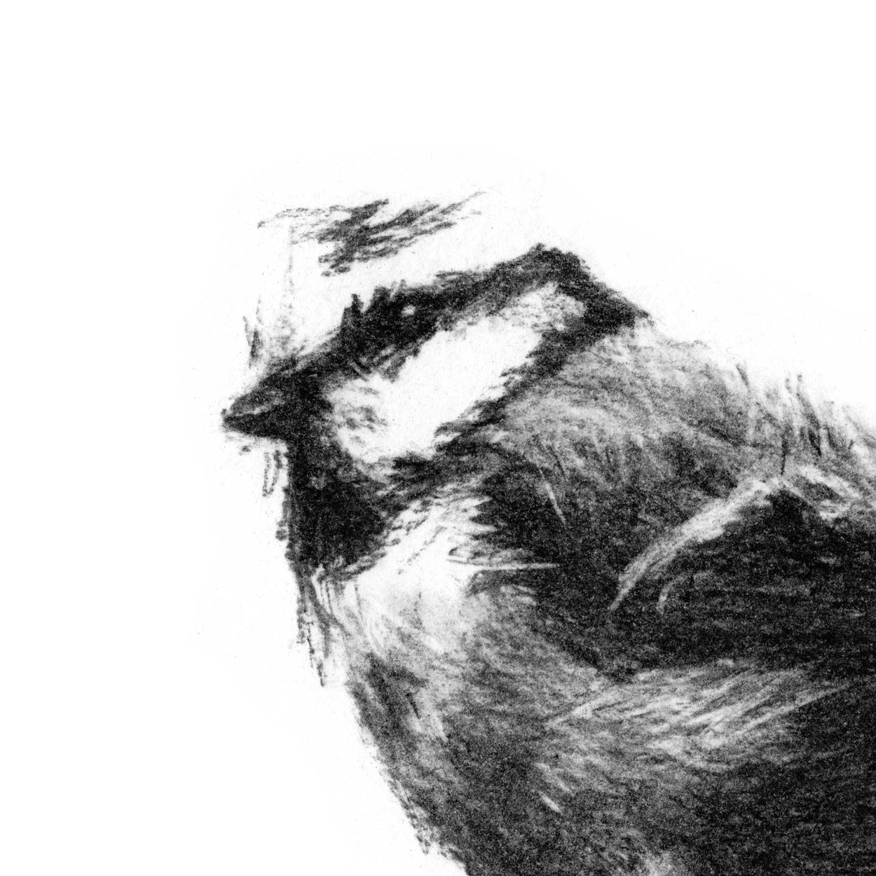 close-up detail of charcoal drawing of a small bird
