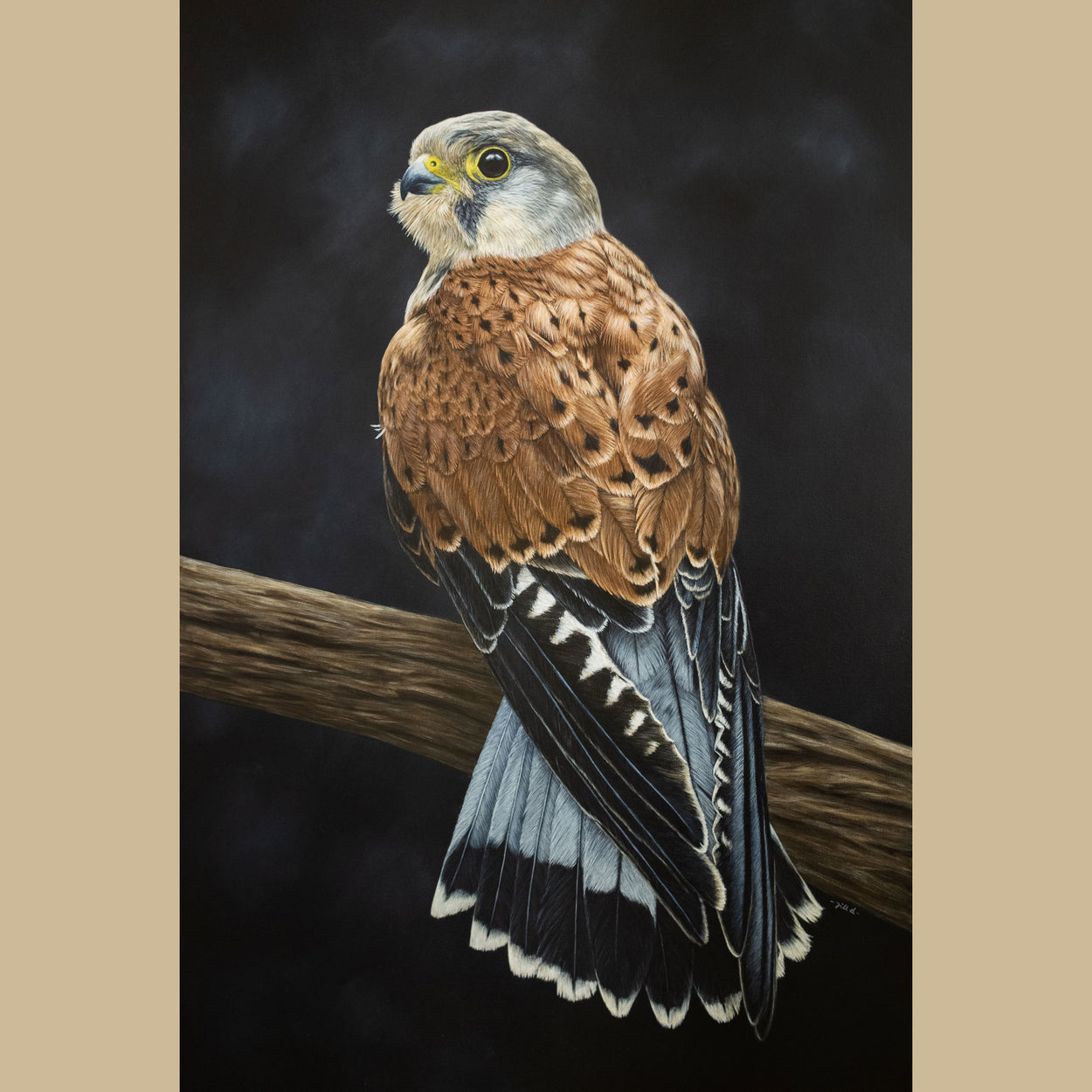 Painting of a brown and grey male common kestrel sat on a branch