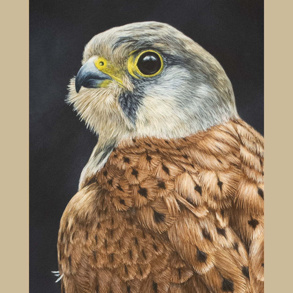 Close-up of the head and shoulders of a male common kestrel painting