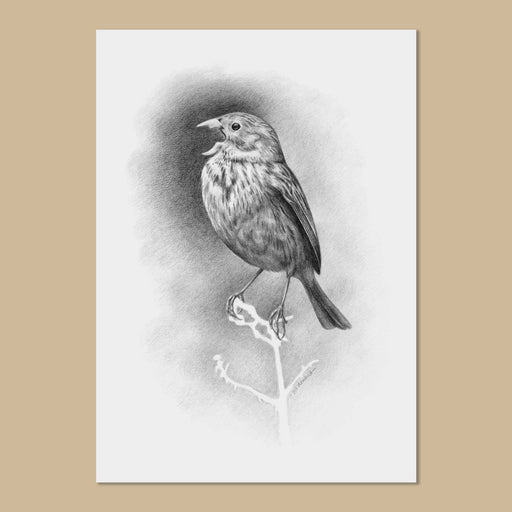 Black and white drawing on white paper of a small bird singing 