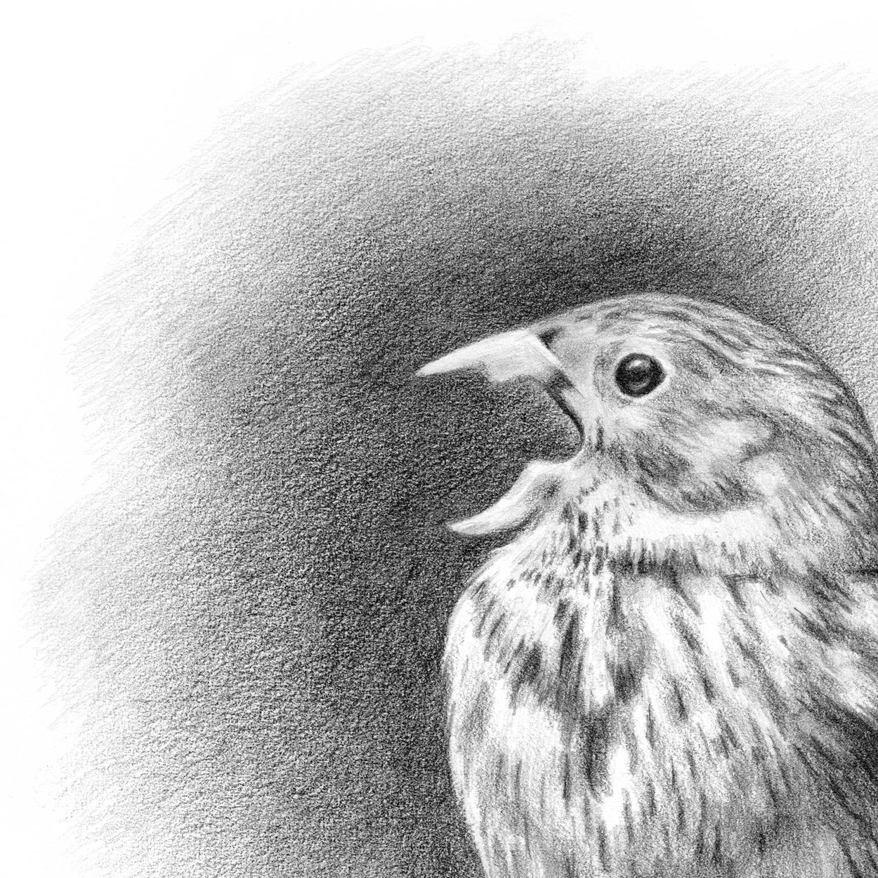 Close-up details of the head and chest of a pencil drawing of a small bird singing