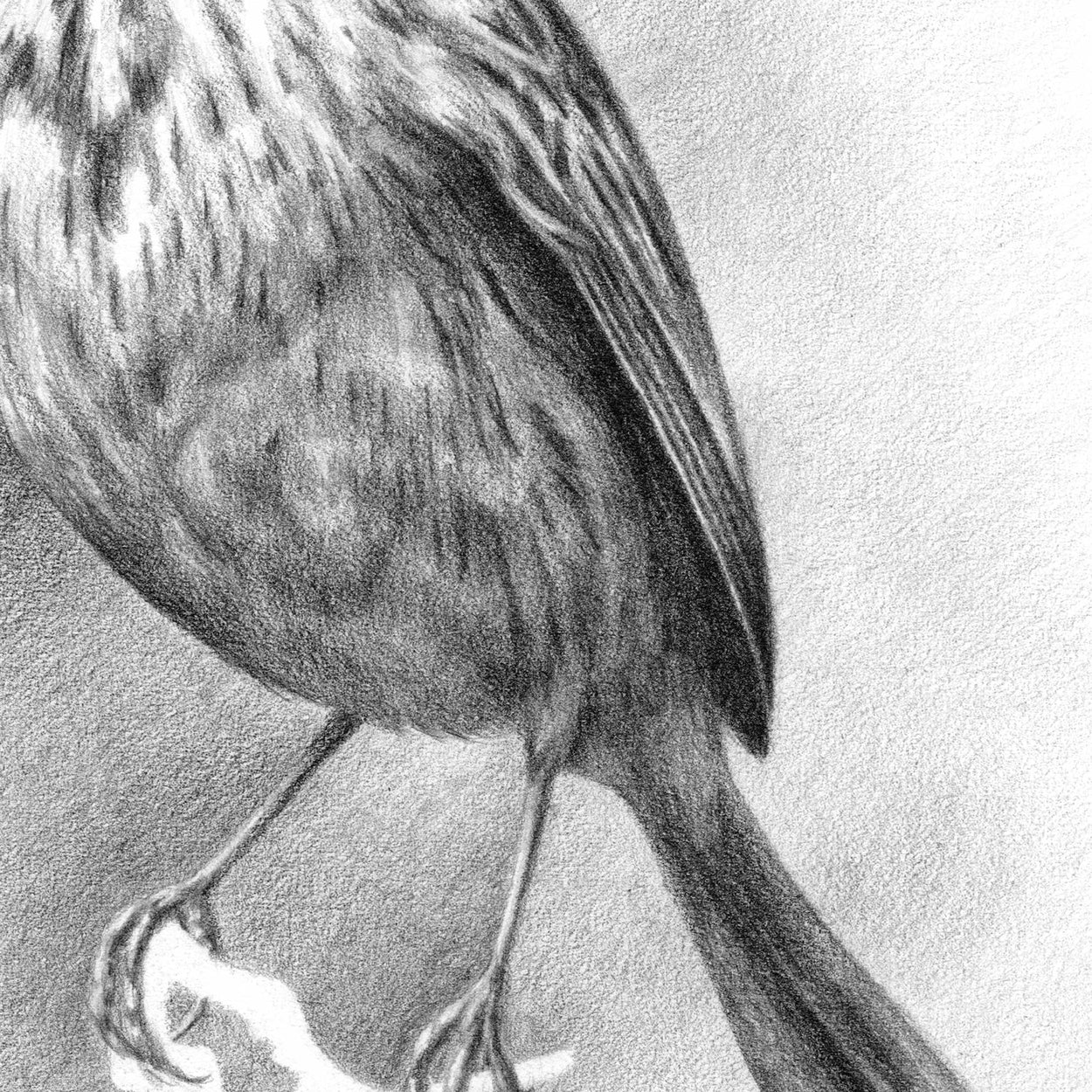 Close-up details of a pencil drawing of the legs and body of a small bird