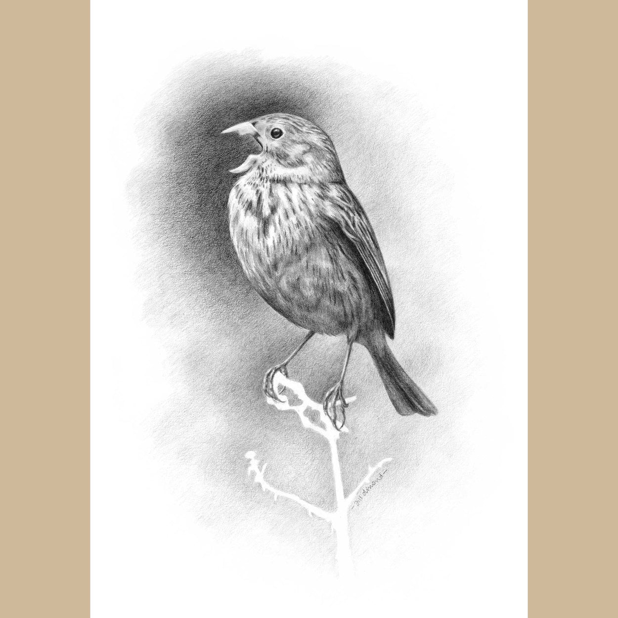 Black and white pencil drawing on white paper of a small bird singing