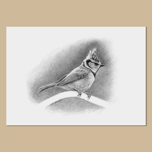 Black and white drawing of a crested tit bird on a print of white paper