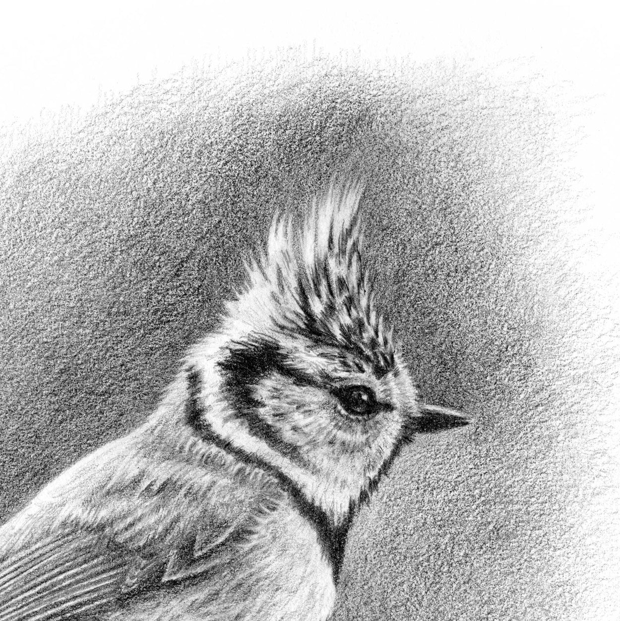 Crested Tit Greeting Card (Lophophanes Cristatus)