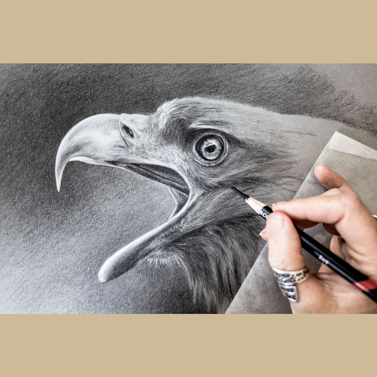 White-Tailed Eagle Art Prints (Haliaeetus Albiciilla)