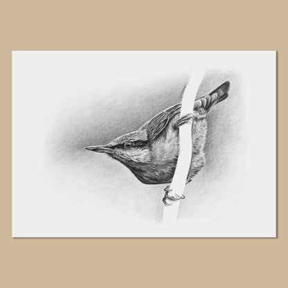 White art print with image of a black and white pencil drawing of a Eurasian nuthatch bird facing to the left.