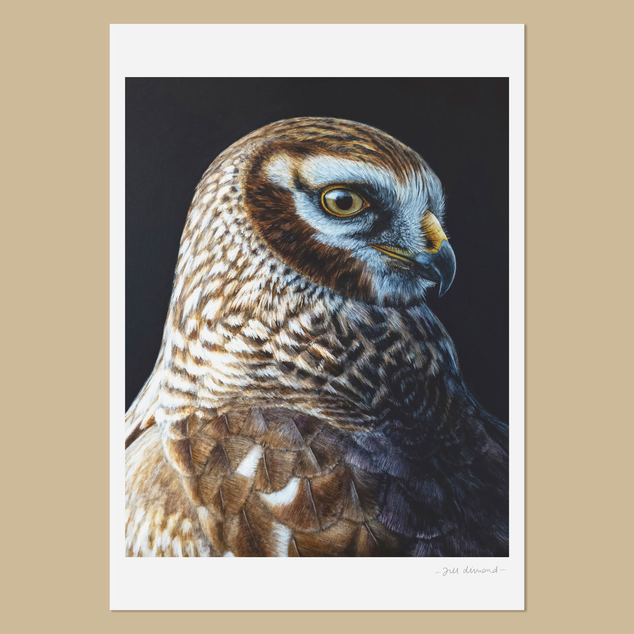 White art print with the image of a female hen harrier bird of prey head and shoulders looking to the right.  She is painted on a black background