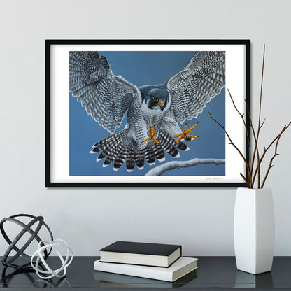 Flying Peregrine Falcon Art Prints (Falco Peregrinus)