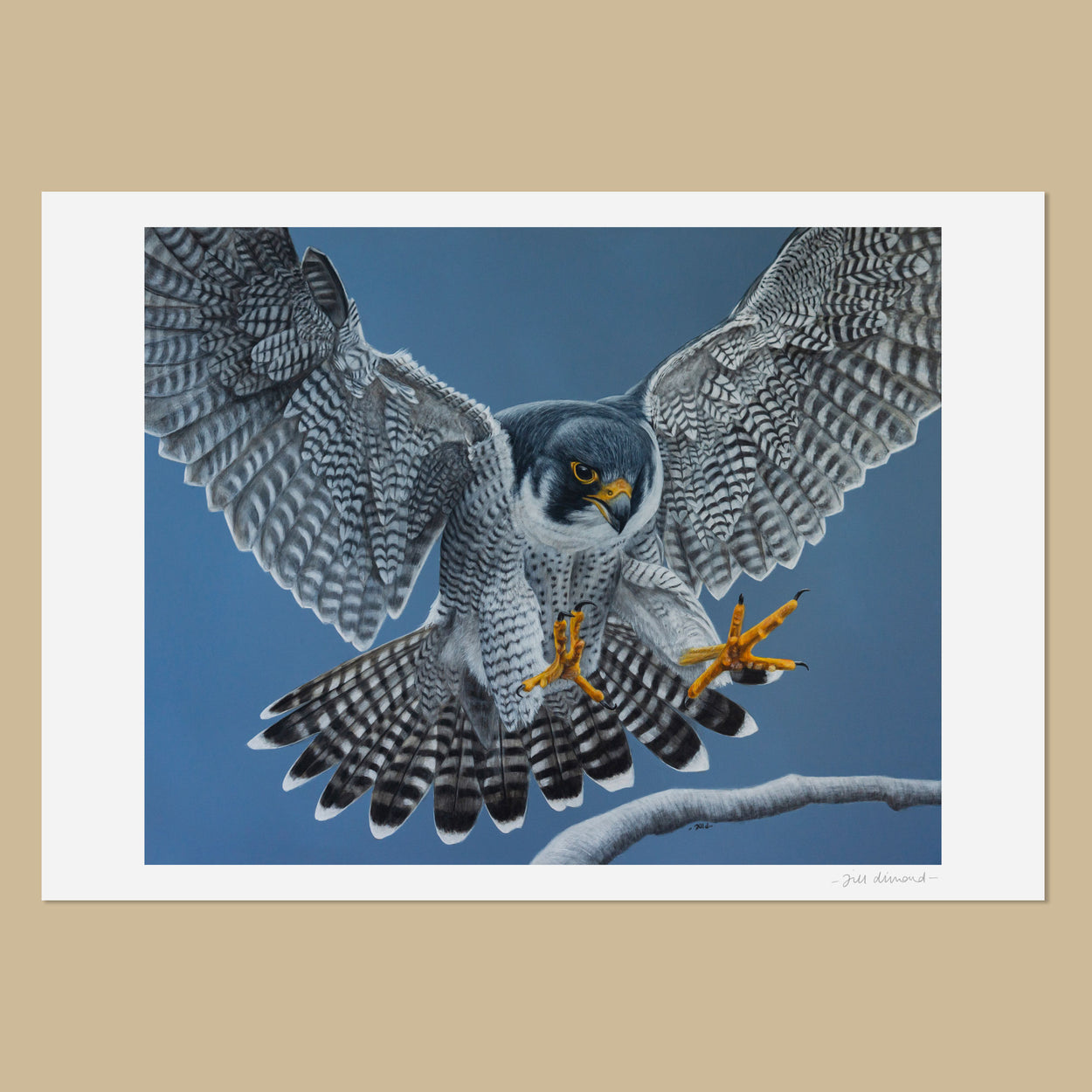 White art print featuring an image of a painting of a flying peregrine coming in to land on a branch.  The peregrine is painted on a blue background.