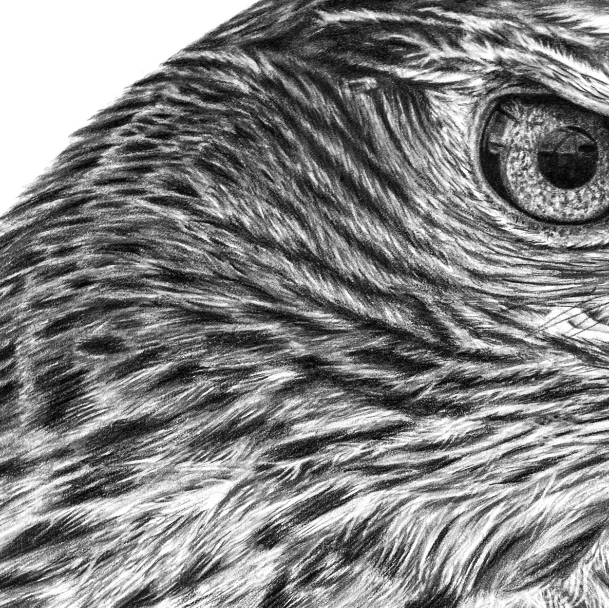Close-up detail of a pencil drawing of a golden eagle's eye and head