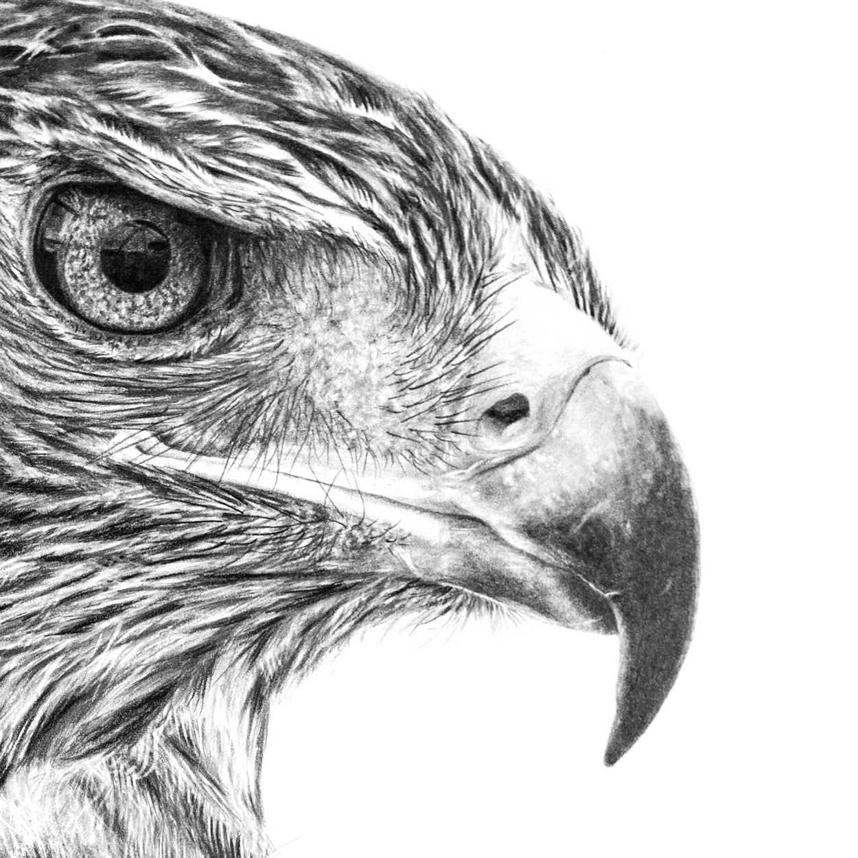 Close-up detail of a pencil drawing of a golden eagle beak, eye and head