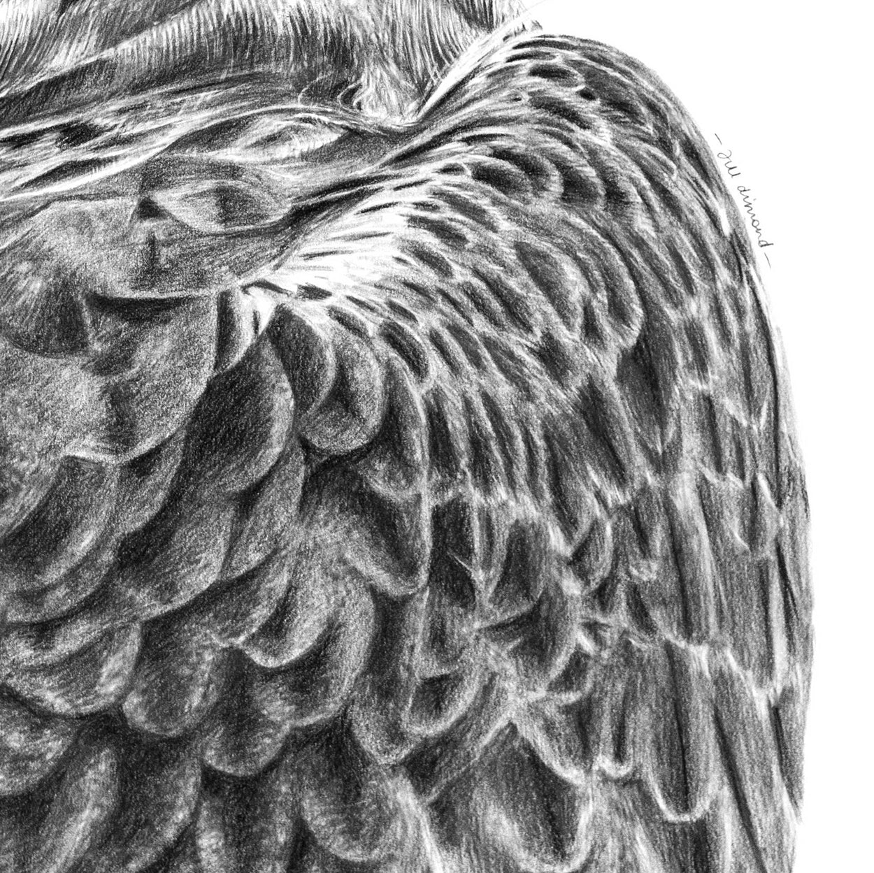 Close-up detail of a pencil drawing of a golden eagle's wing feathers