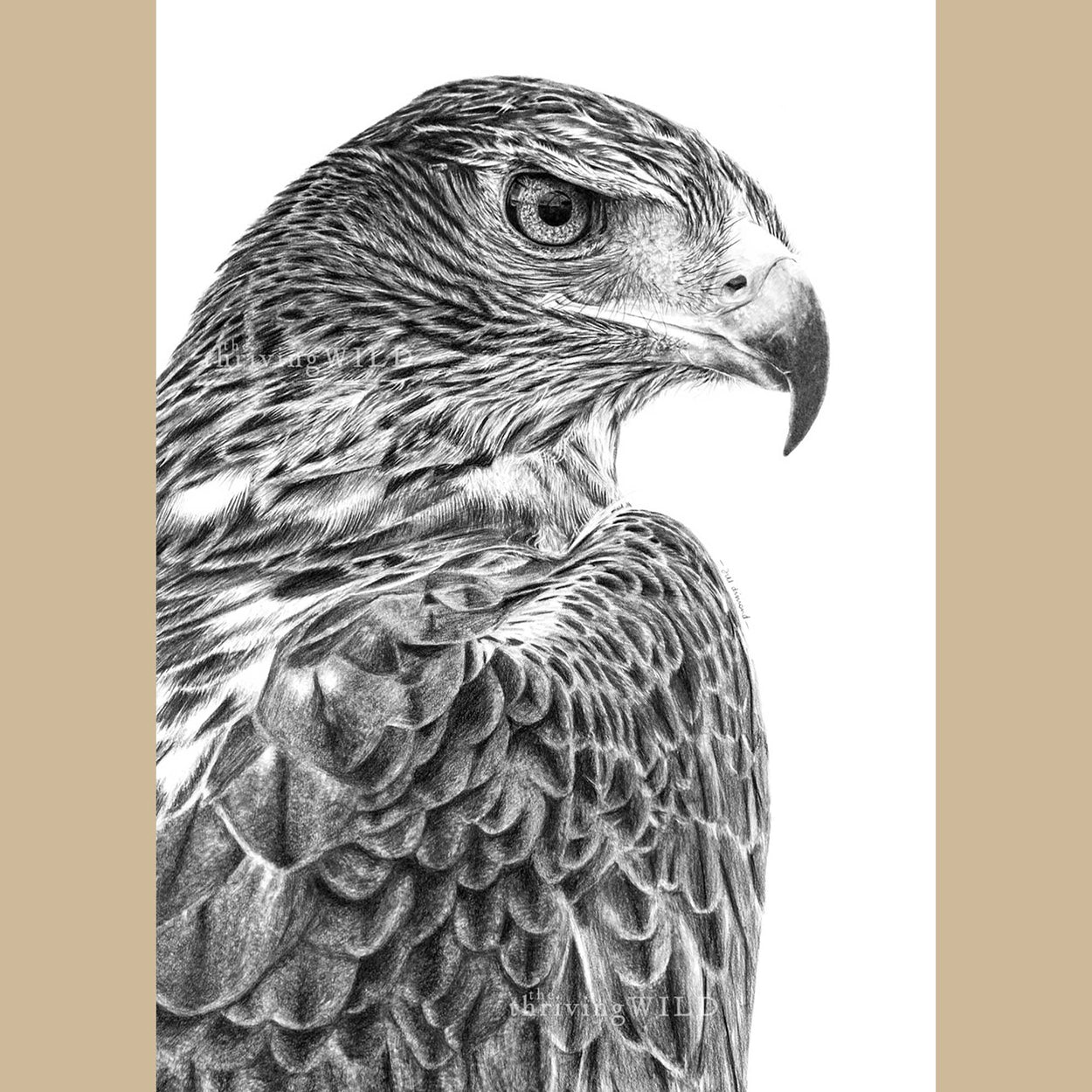 Black and white pencil drawing of a golden eagle head and shoulders