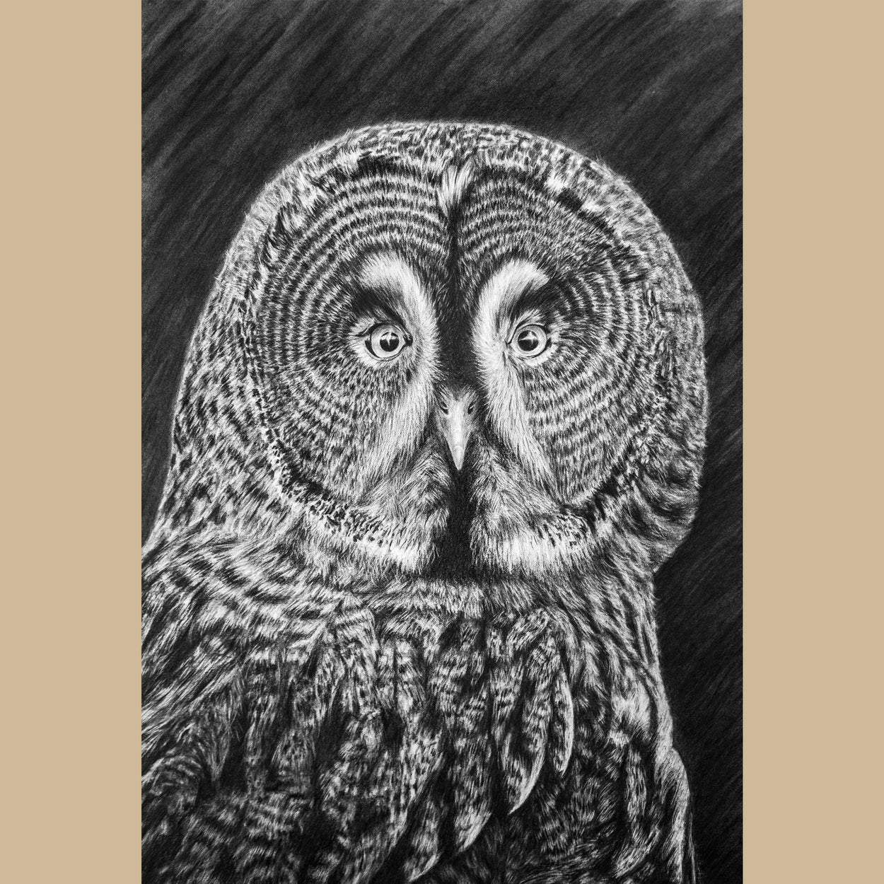 Charcoal drawing in black and white of a great grey owl face and shoulders