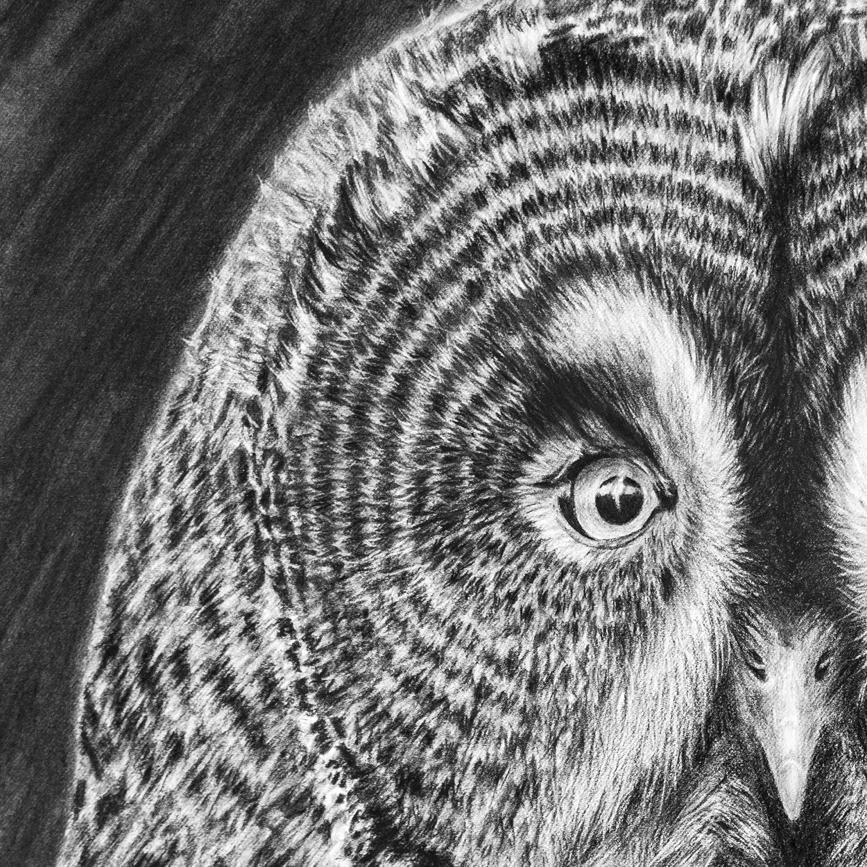Close-up detail of a charcoal drawing of the eye and half face of a great grey owl