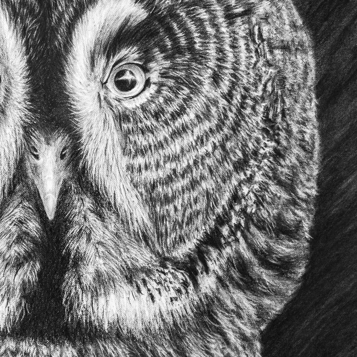 Close-up detail of a charcoal drawing of an eye and beak and half face of a great grey owl