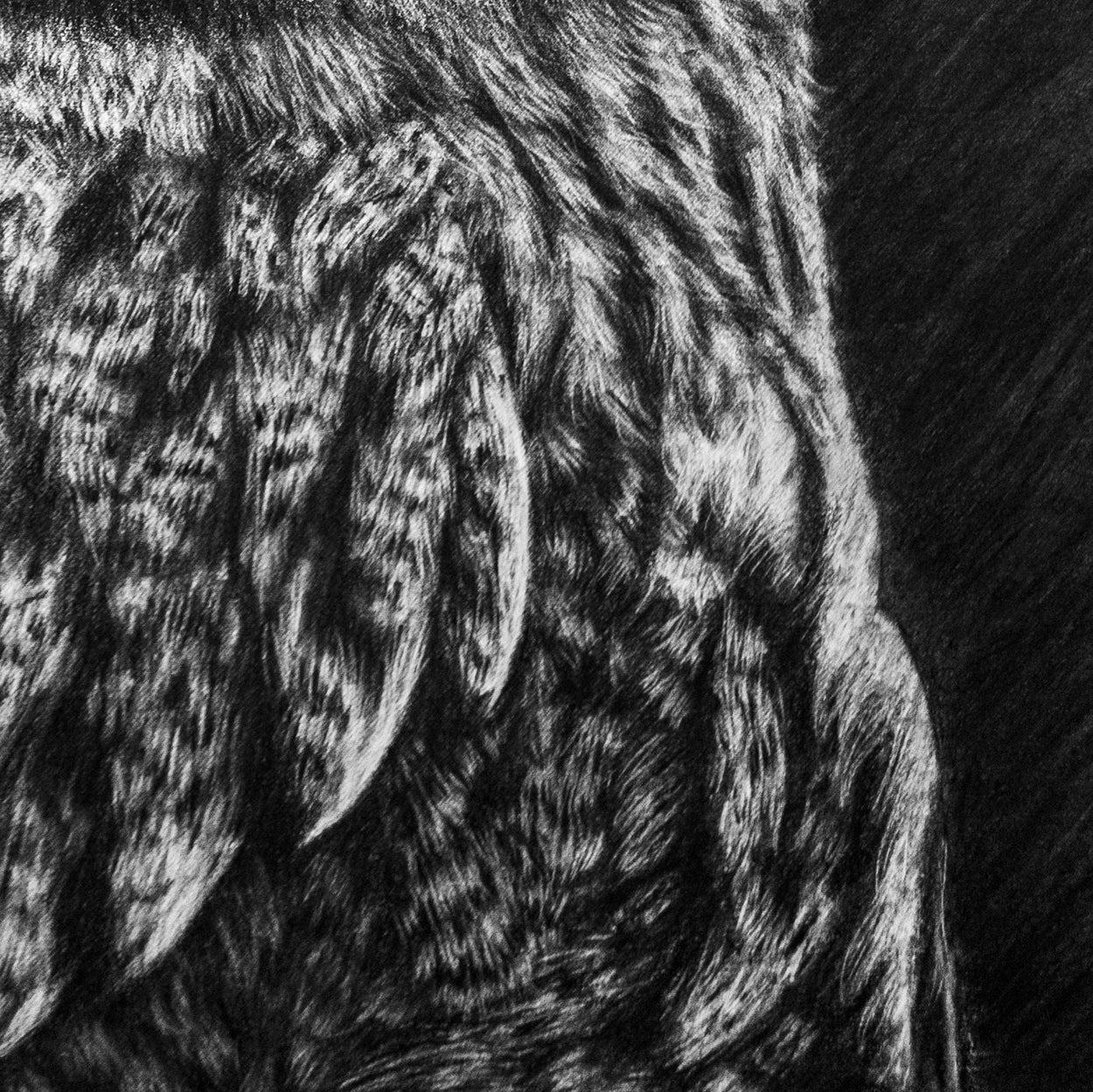 Close-up of a charcoal drawing of great grey owl feathers