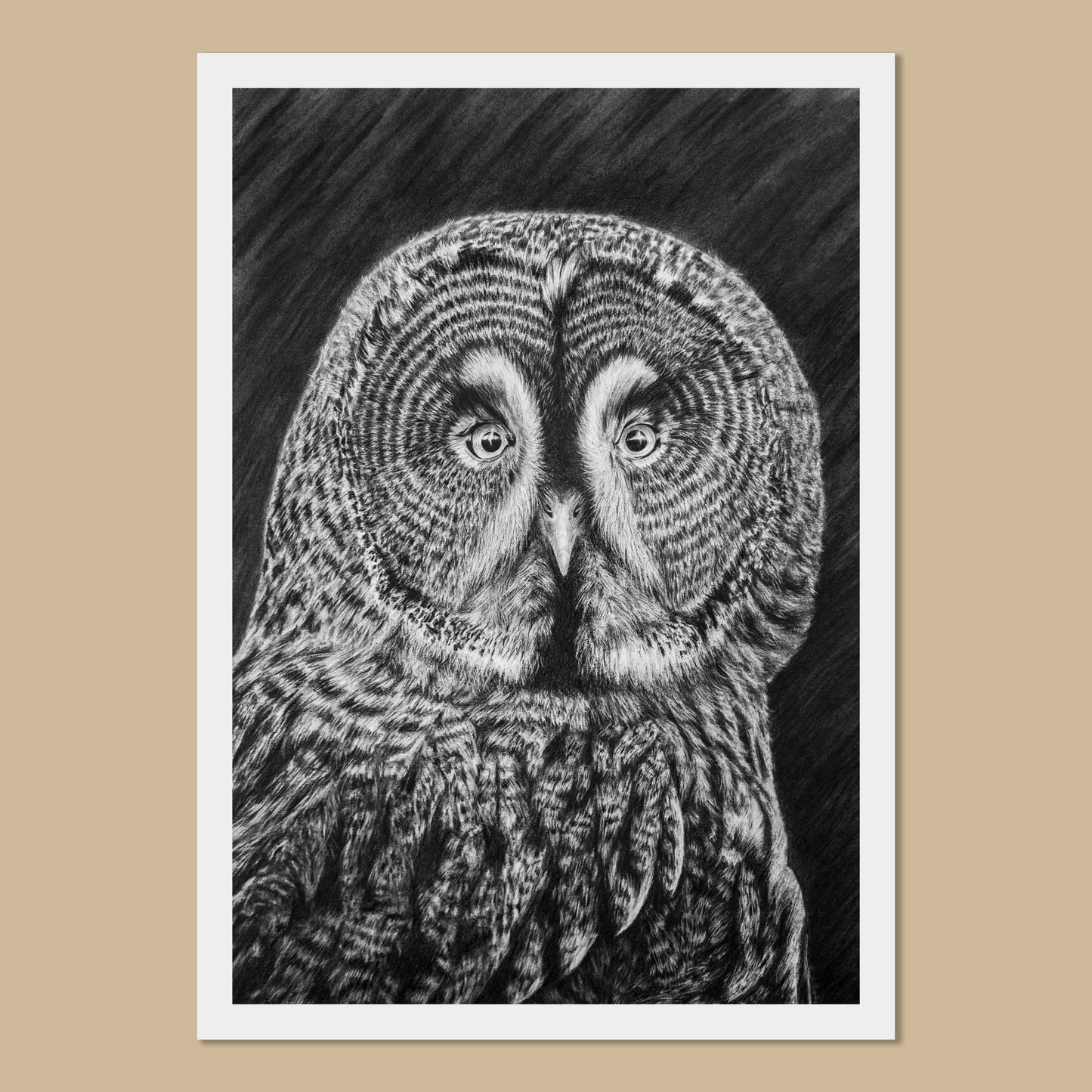 Black and white charcoal drawing of a great grey owl face and shoulders on a white paper print