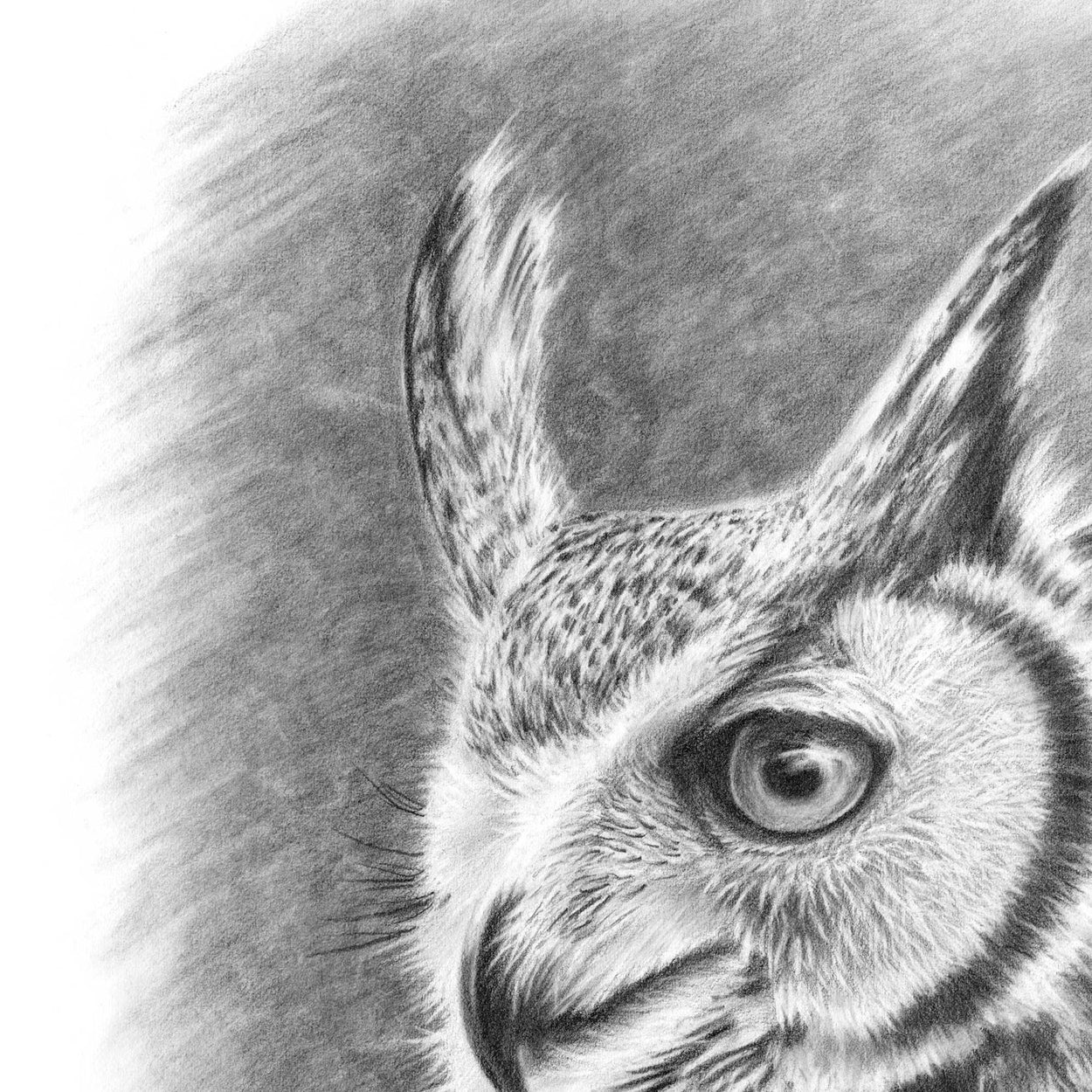 Close-up of a pencil drawing of the head and face of a great horned owl
