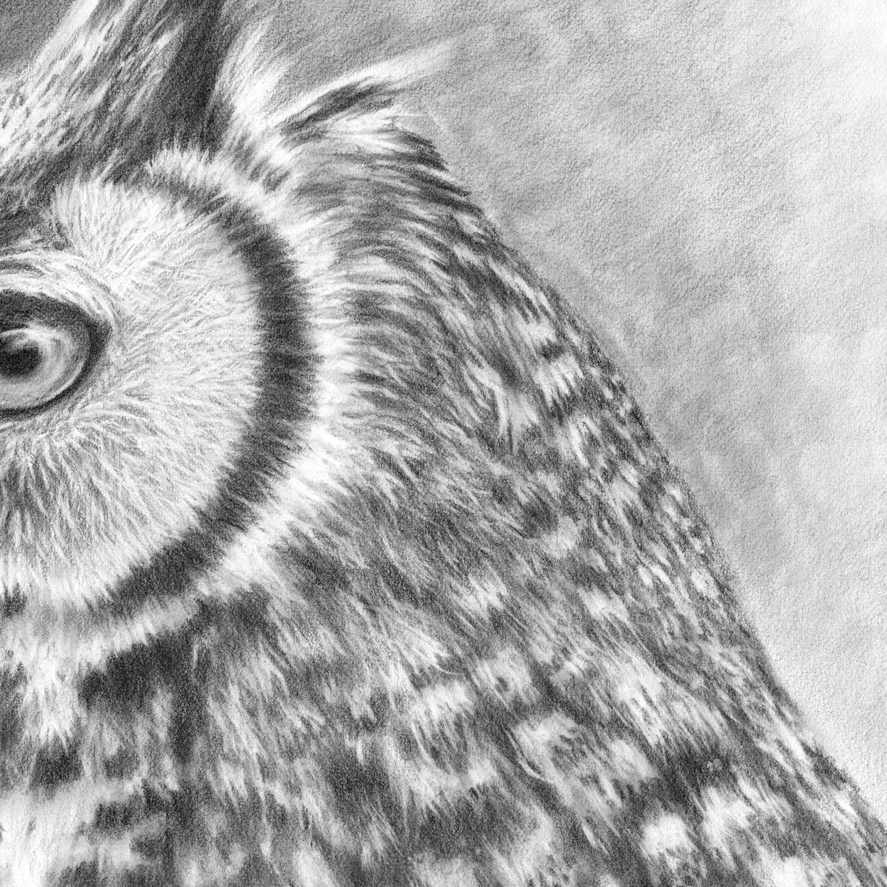Close-up of a drawing of the head of a great horned owl