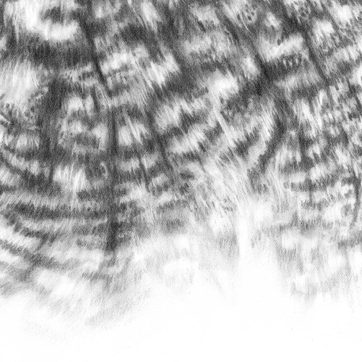 Close-up of a black and white pencil drawing of great horned owl feathers