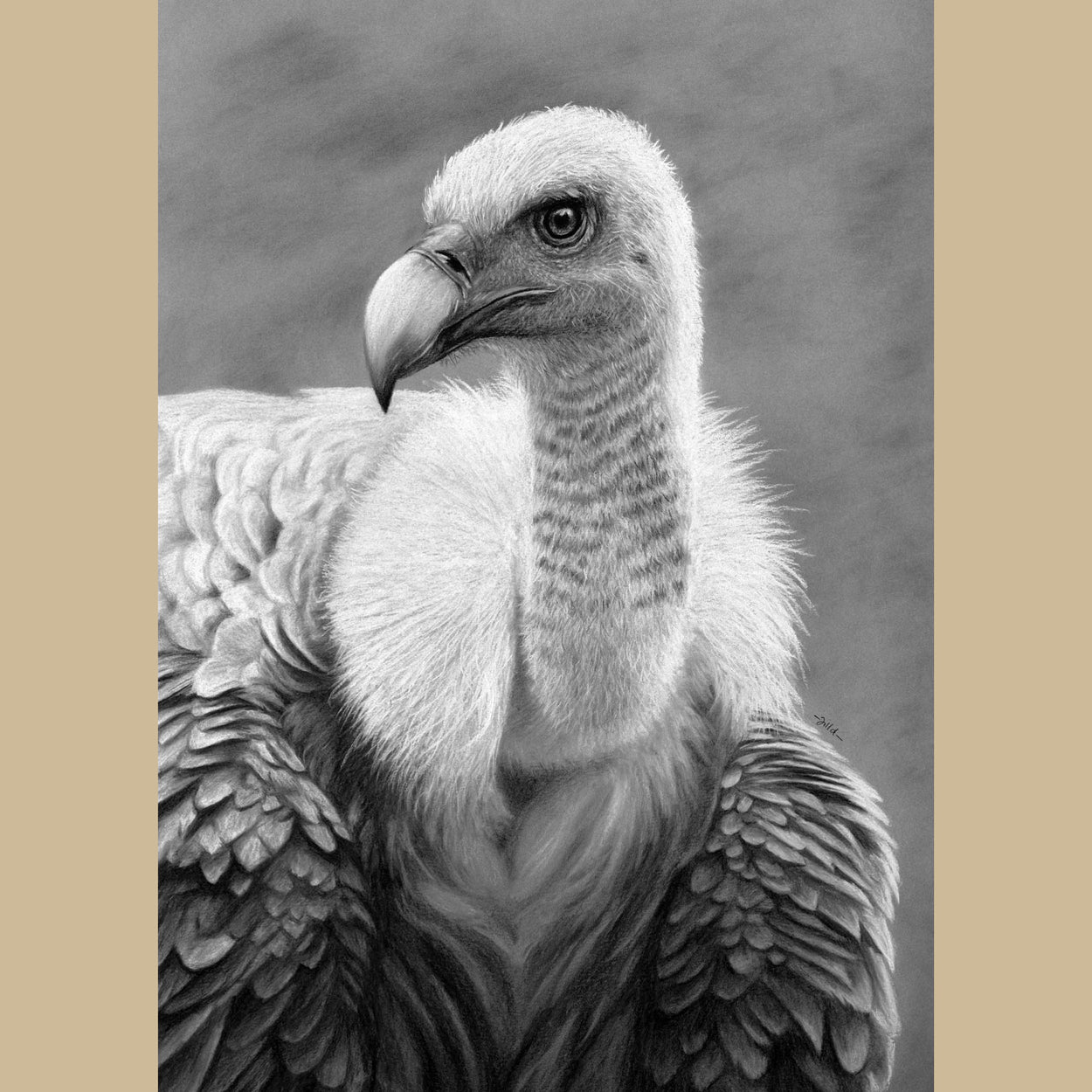 Griffon Vulture Greeting Card (Gyps fulvus)