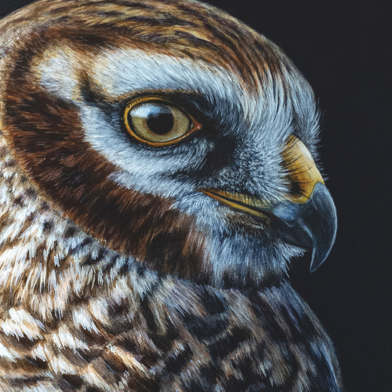 Close-up of a painting of a female hen harrier face