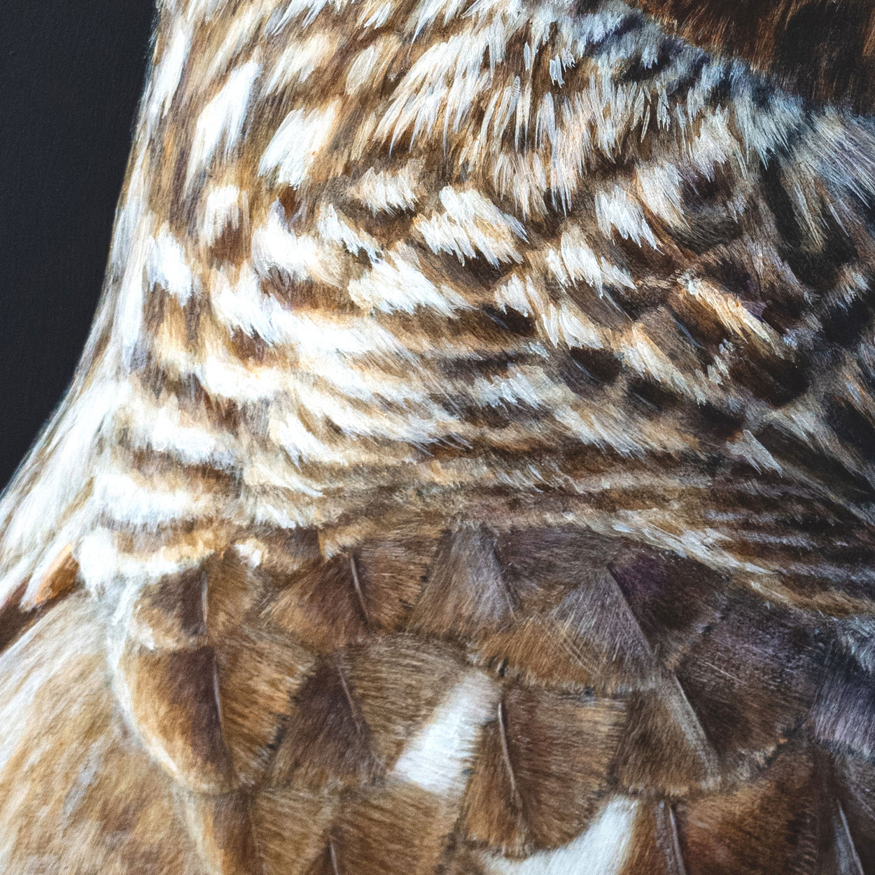 Close-up of a painting of hen harrier feathers