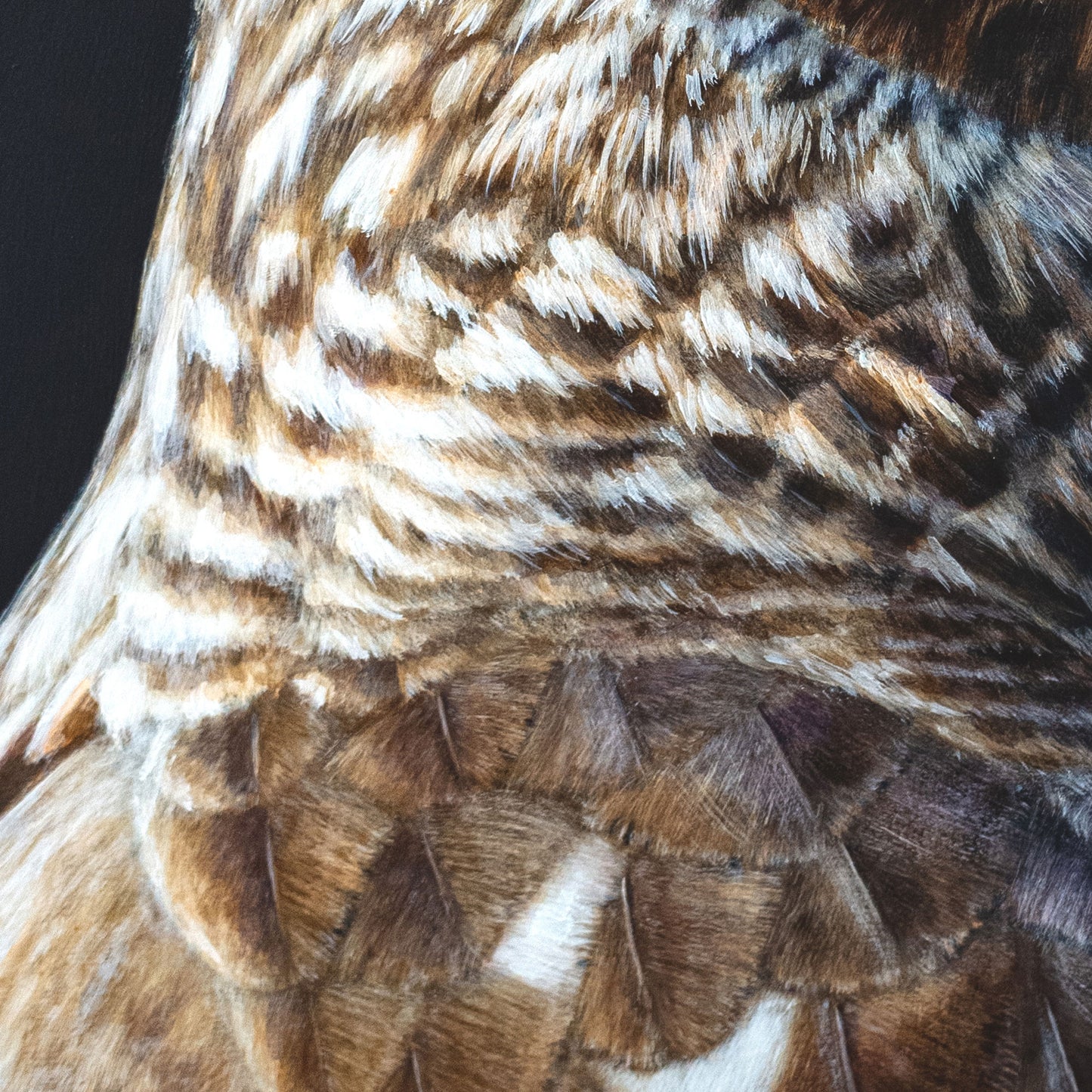 Female Hen Harrier Art Prints (Circus Cyaneus)