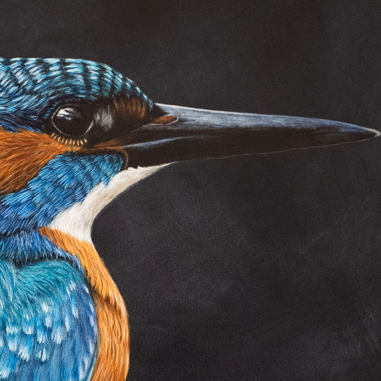 Male Common Kingfisher Art Prints (Alcedo Atthis)