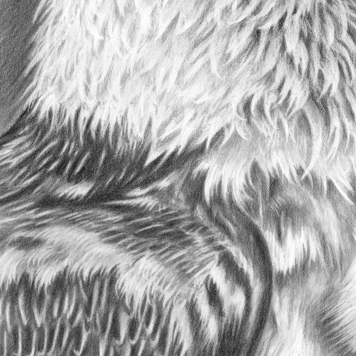 Close-up of a black and white drawing of vulture feathers