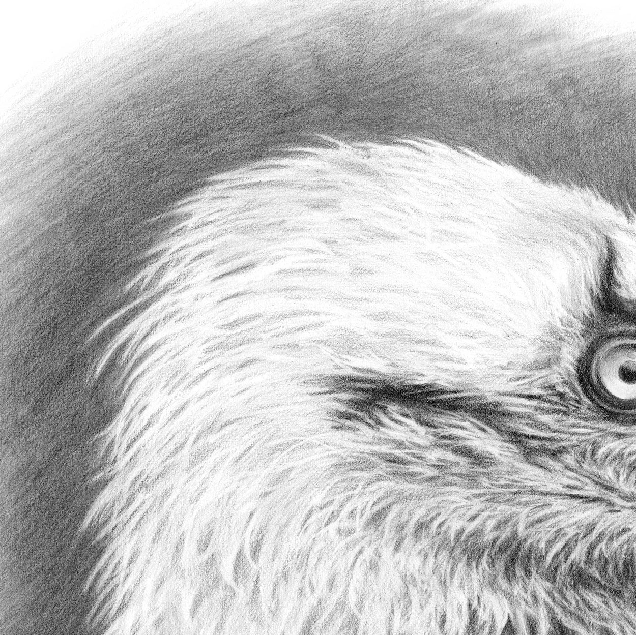 Close-up of a drawing of a vulture's head