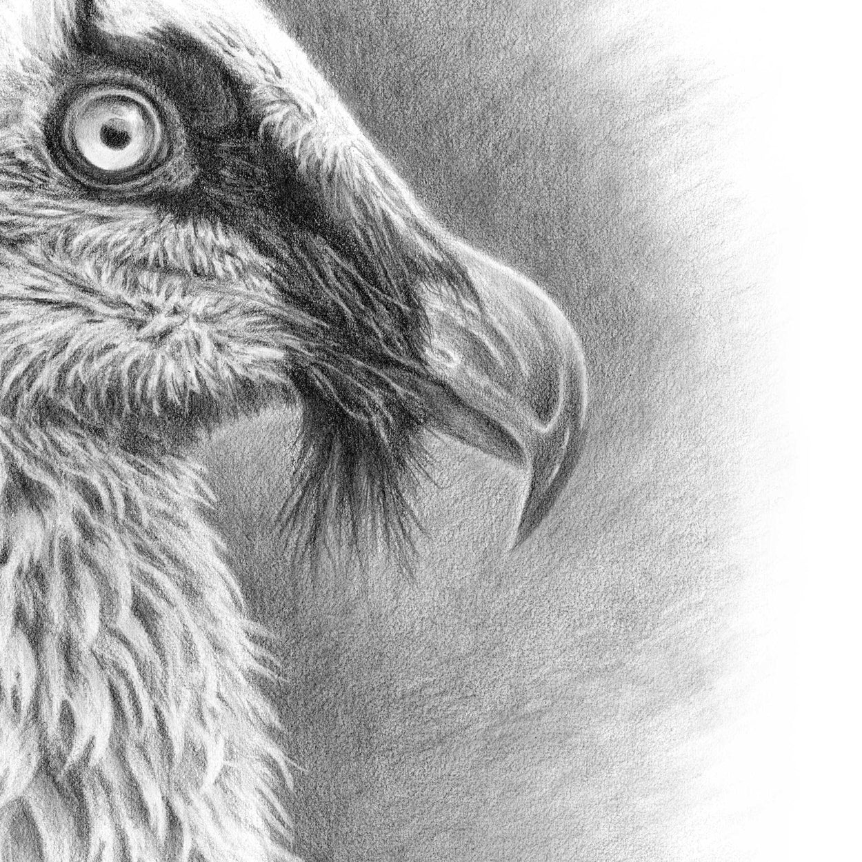 Close-up of a drawing of the beak and eye of a vulture