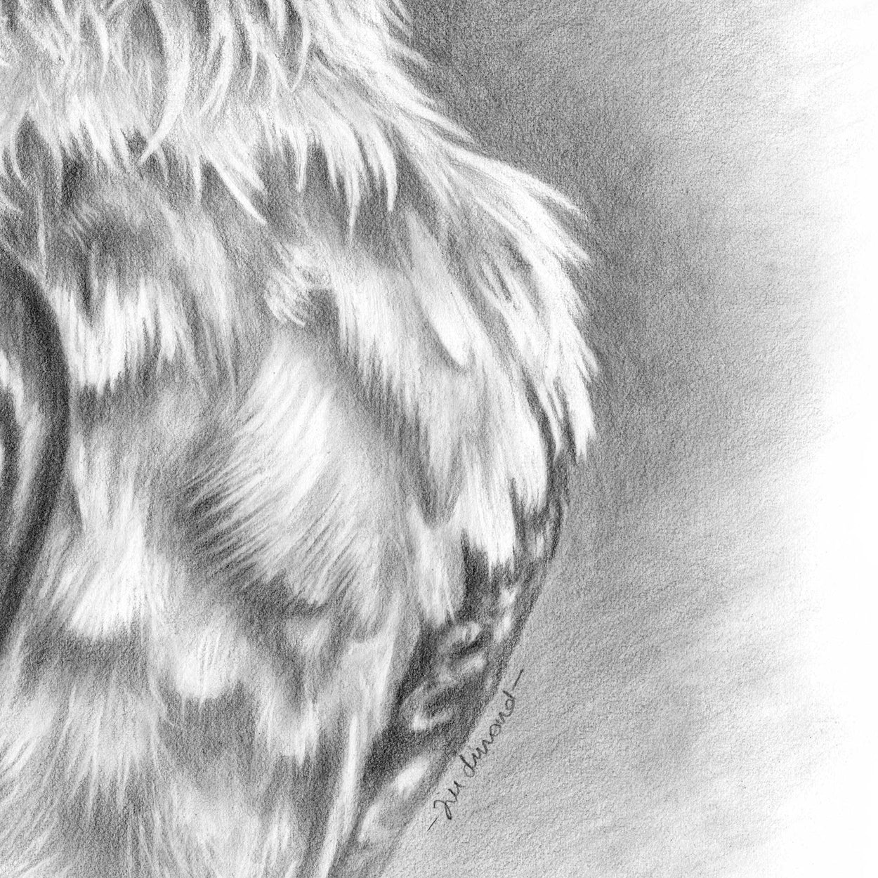Close-up black and white drawing of some vulture chest feathers