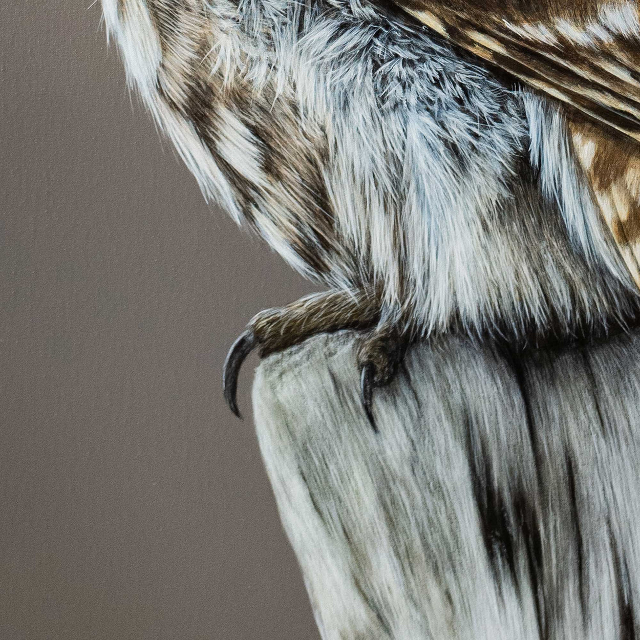 Close-up detail of painting of a little owl's feathers and foot on a tree stump