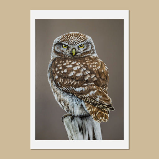 Little owl art prints - athene noctua - by Jill Dimond