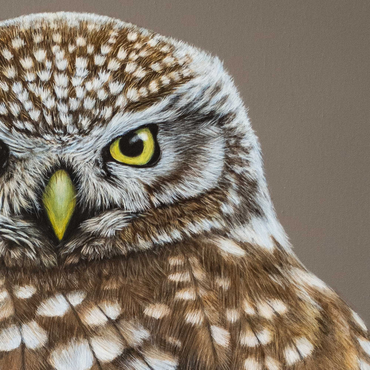 close-up of the painting of a little owl face with eye and beak