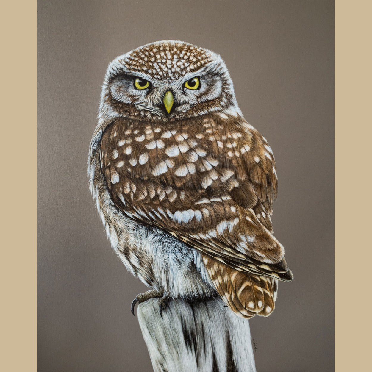 Painting of a little owl looking straight ahead at the viewer