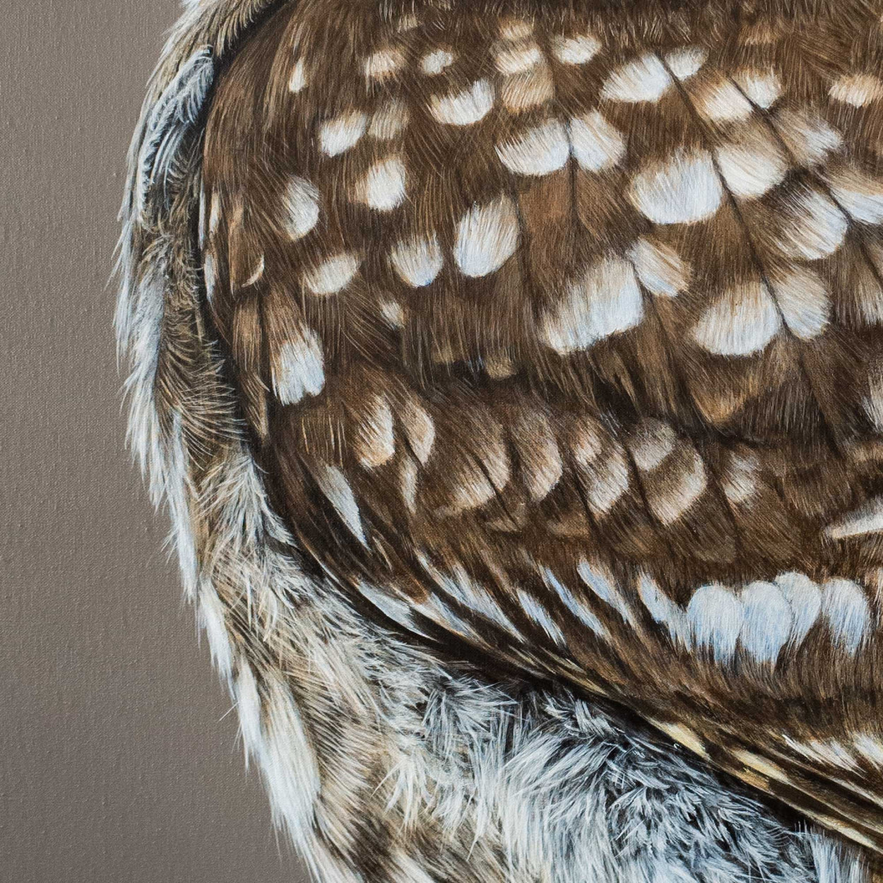 Close-up of a little owl painting wing and feathers