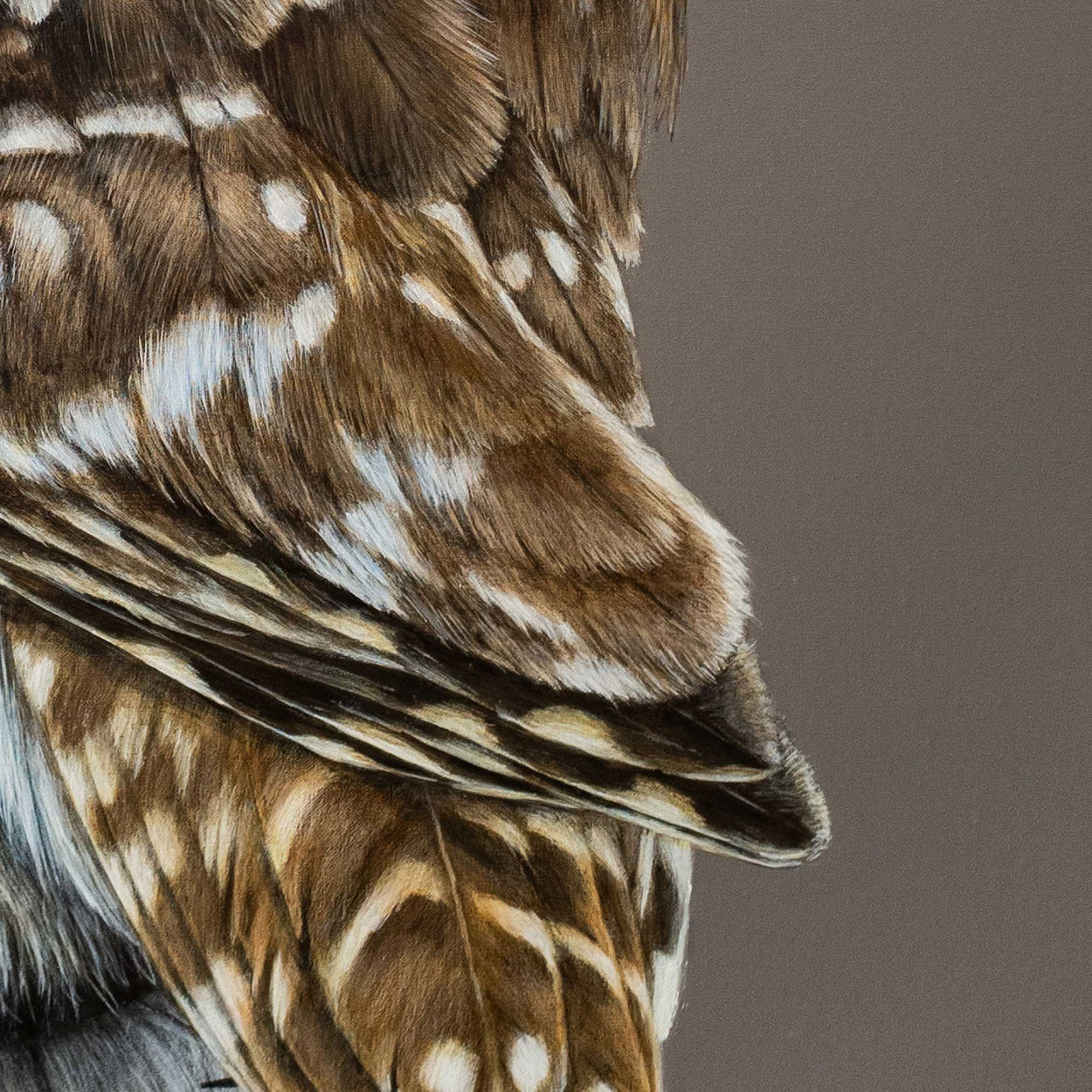 Close-up detail of a painting of a little owl's wing feathers