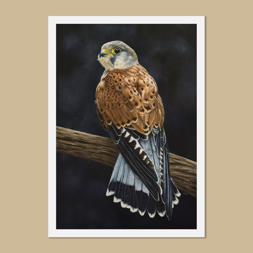 Male Common Kestrel Art Print by Jill Dimond Falco Tinnunculus