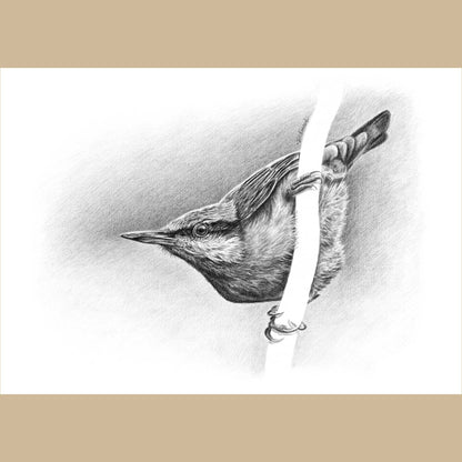 Eurasian Nuthatch Greeting Card (Sitta Europaea)