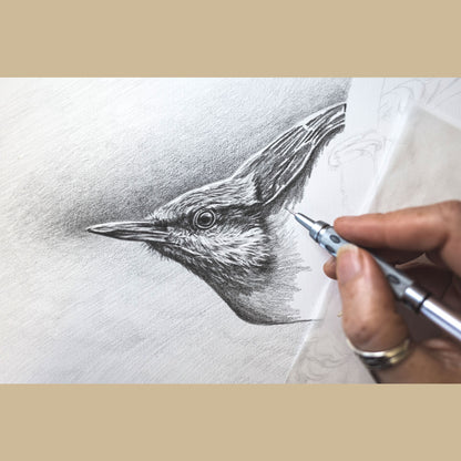 Eurasian Nuthatch Greeting Card (Sitta Europaea)