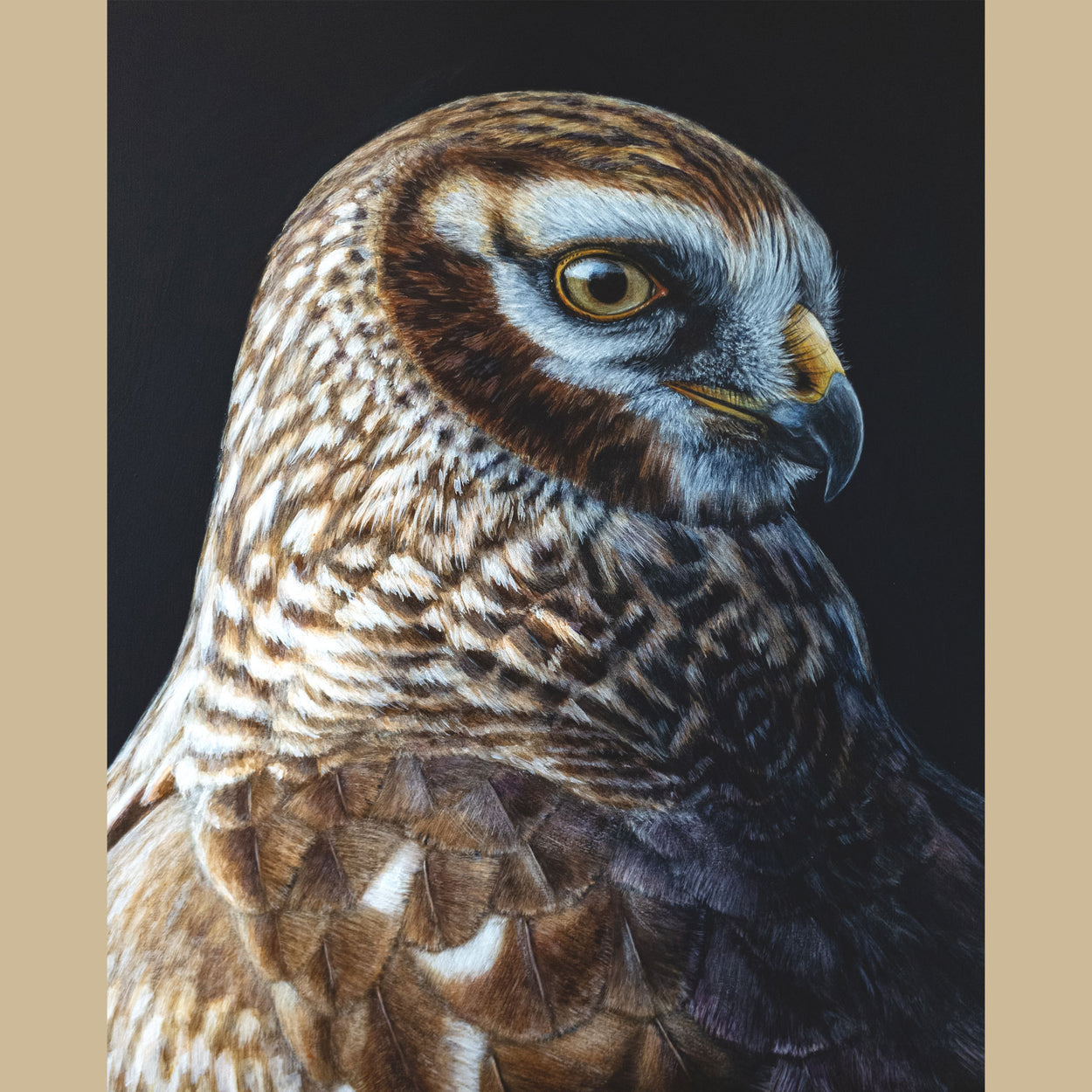 Painting of a female hen harrier with her face pointing to the right