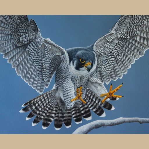 Original acrylic painting of a flying peregrine with feet outstretched towards a branch