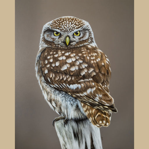 Painting of a little owl perched on a tree stump by Jill Dimond
